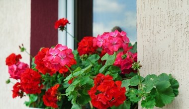 Zamiast wyrzucać, poczęstuj pelargonie. Każdy sąsiad pozazdrości ci kwiatów