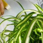 Zamiast wyrzucać, podlej zielistkę. Nie zliczysz nowych liści