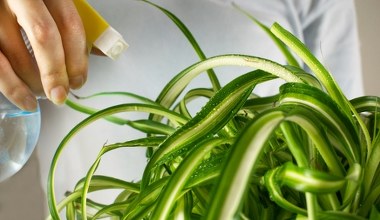 Zamiast wyrzucać, podlej zielistkę. Nie zliczysz nowych liści