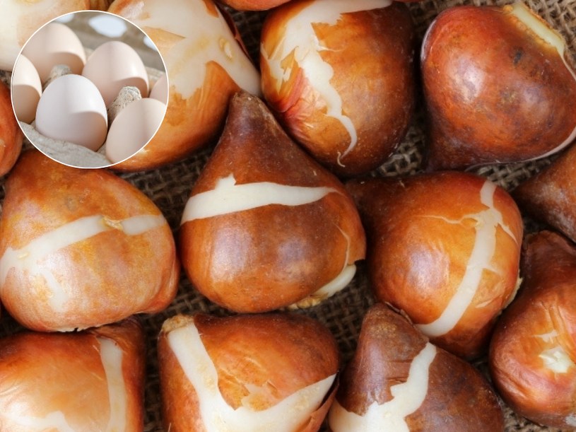 Zamiast wyrzucać, posadź w nich cebulki tulipanów. Zbliża się najlepszy termin