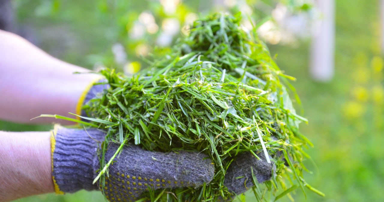 Zamiast wyrzucać skoszoną trawę, wykorzystaj ją w swoim ogrodzie. Twoje rośliny ci podziękują /Pixel