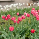 Zamiast wyrzucać, wykorzystaj w ogrodzie. Tulipany będą najpiękniejsze w okolicy