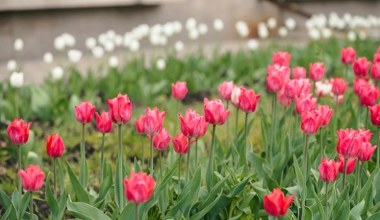 Zamiast wyrzucać, wykorzystaj w ogrodzie. Tulipany będą najpiękniejsze w okolicy