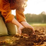 Zamiast wyrzucać, zakop to w ogrodzie. Rośliny będą ci wdzięczne