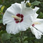Zamiast wyrzucać, zmieszaj z wodą i podlej hibiskusy. Będą kwitły niemal do listopada