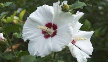 Zamiast wyrzucać, zmieszaj z wodą i podlej hibiskusy. Będą kwitły niemal do listopada