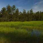 Zamiast zasieków i płotu będą bagna. "To naturalna bariera na granicy wschodniej"