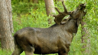 Zamieszanie z odstrzałem łosi