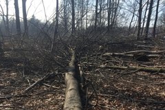 Zamieszanie z wycinką w Katowicach. Ścięto drzewa należące do miasta