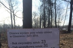 Zamieszanie z wycinką w Katowicach. Ścięto drzewa należące do miasta