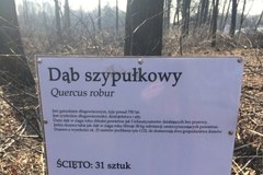 Zamieszanie z wycinką w Katowicach. Ścięto drzewa należące do miasta