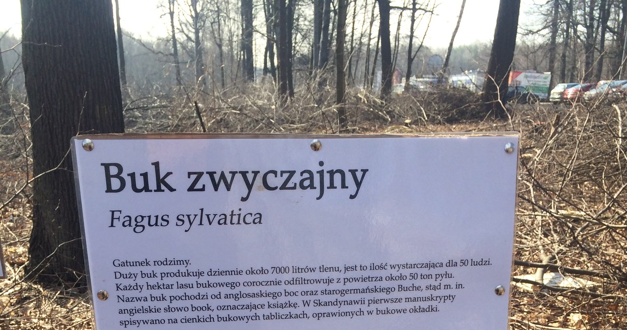 Zamieszanie z wycinką w Katowicach. Ścięto drzewa należące do miasta