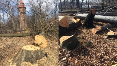Zamieszanie z wycinką w Katowicach. Ścięto drzewa należące do miasta