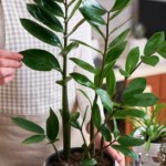 Zamiokulkas marnieje? Być może przyszedł czas na ten zabieg 