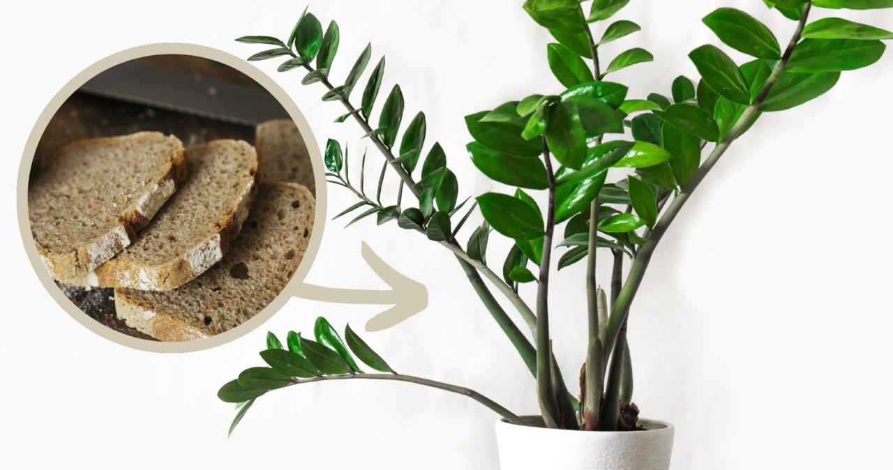 Zamiokulkas to popularna roślina doniczkowa. Jak pobudzić ją do wzrostu? /Pixel