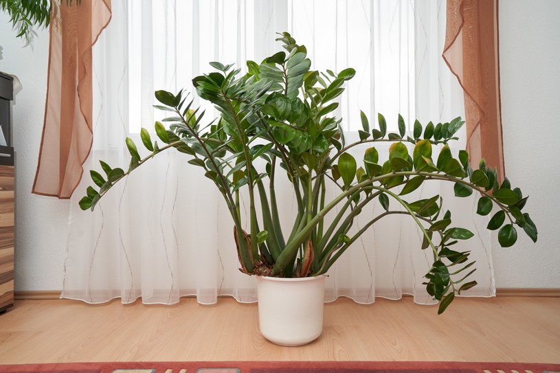 Zamiokulkas zamiolistny to niezbyt wymagająca roślina doniczkowa. Raz na jakiś czas warto jednak odżywić ją nawozem /123RF/PICSEL