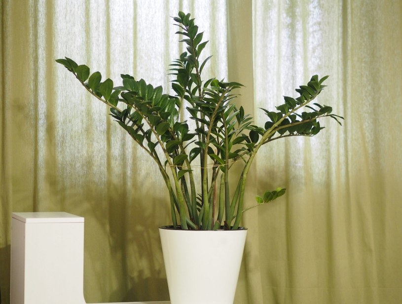 Zamiokulkas zamiolistny to roślina doniczkowa, która cieszy się niemałym zainteresowaniem /123RF/PICSEL