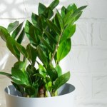 Zamiokulkas żółknie zimą? Kwiaciarka zdradza, jak temu zaradzić