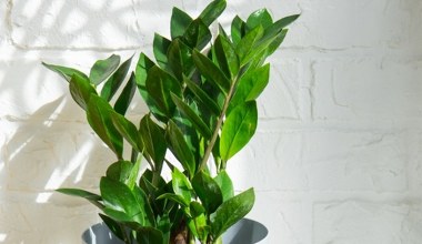 Zamiokulkas żółknie zimą? Kwiaciarka zdradza, jak temu zaradzić