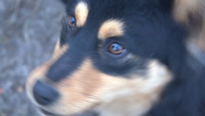 Zamknął psa na dwie noce w aucie dostawczym. Właściciel zgłosił się sam na policję