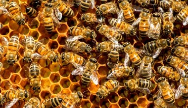 Zamknęli wszystkie pszczoły na wyspie. Efekty dają do myślenia