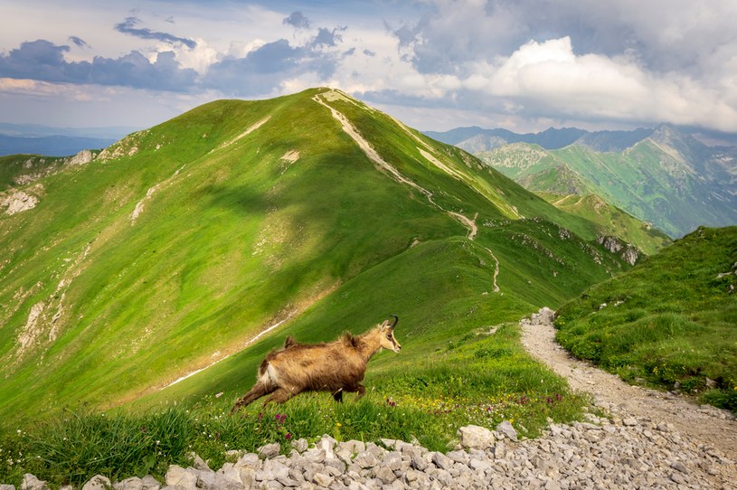 Zamknięte szlaki w Tatrach na majówkę są wynikiem wzmożonej aktywności budzących się po zimie zwierząt. Jest to również okres rozrodu wielu gatunków, m.in, kozicy górskiej /123RF/PICSEL