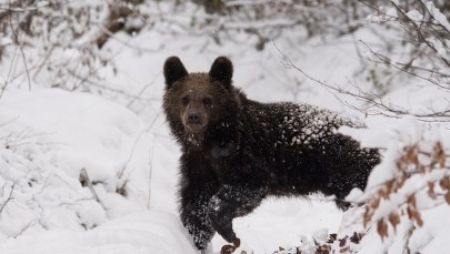 Zamknięty popularny szlak przez Świstówkę do Morskiego Oka. Zimuje tam niedźwiedzica