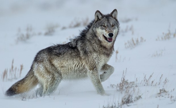 "Zamknij furtkę na noc". Gmina apeluje po ataku wilków