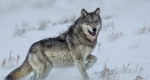 "Zamknij furtkę na noc". Gmina apeluje po ataku wilków