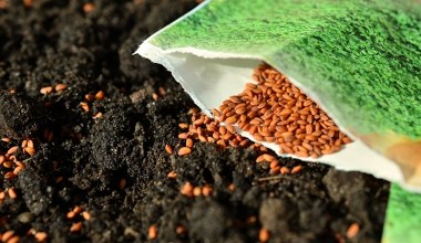 Замочування насіння в харчовій соді перед посівом. Мало хто з садівників знає цей особливий трюк