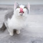 koty Zamocz w wodzie, a później zasiej. Mruczek podziękuję za kocią ucztę