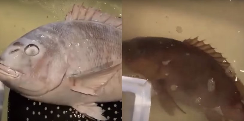 Zamrożona na kość ryba "ożyła" po włożeniu do ciepłej wody /YouTube