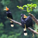 zagrożone gatunki Zamurowuje swą partnerkę. Pojawił się tam, gdzie wymarł 200 lat temu