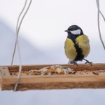 Zanieczyszczenia wpływają na kolory ptaków. Zaskakujące wnioski Polaków