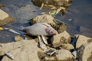 Zanieczyszczenie Odry: Zespół Parków Krajobrazowych apeluje o zdjęcia