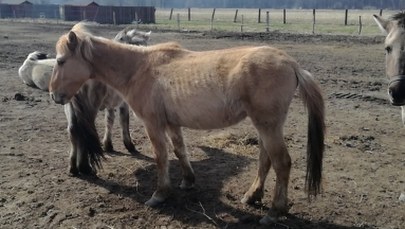 Zaniedbane konie w Świnoujściu. „Część stada jest w kondycji głodowej”