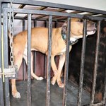 Zaniedbane psy na posesji w Orzeszu. Interweniowała policja
