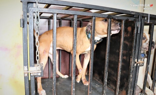 Zaniedbane psy na posesji w Orzeszu. Interweniowała policja
