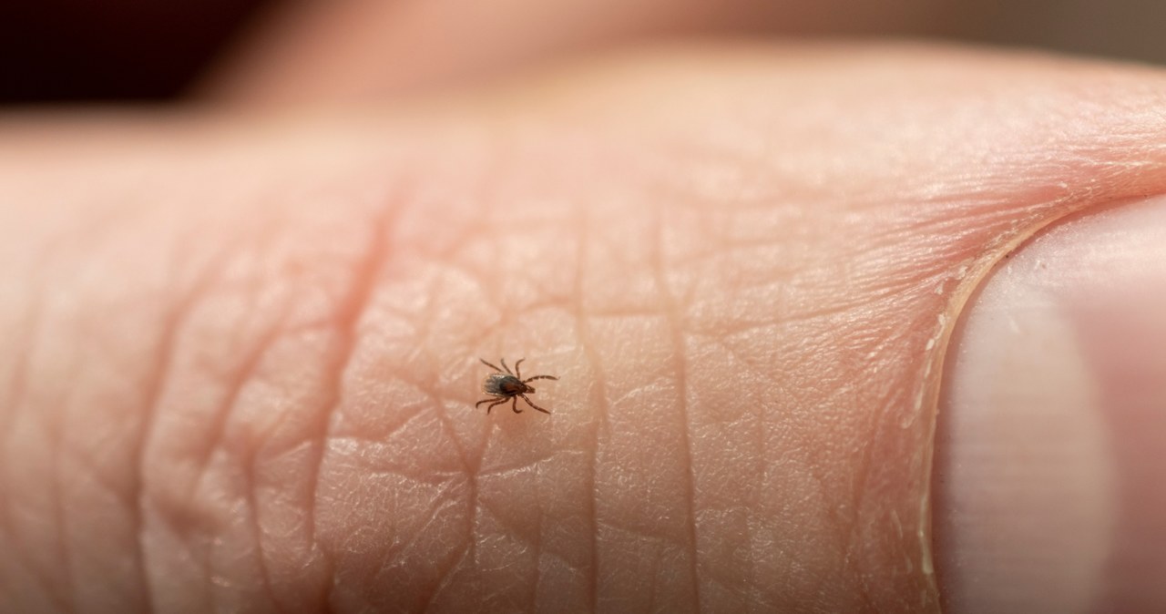 Zanim kleszcz ostatecznie rozwinie się jako dorosły osobnik, najpierw wylęga się z jaja, staje się larwą, a następnie mówimy o jego o stadium nimfalnym /123RF/PICSEL