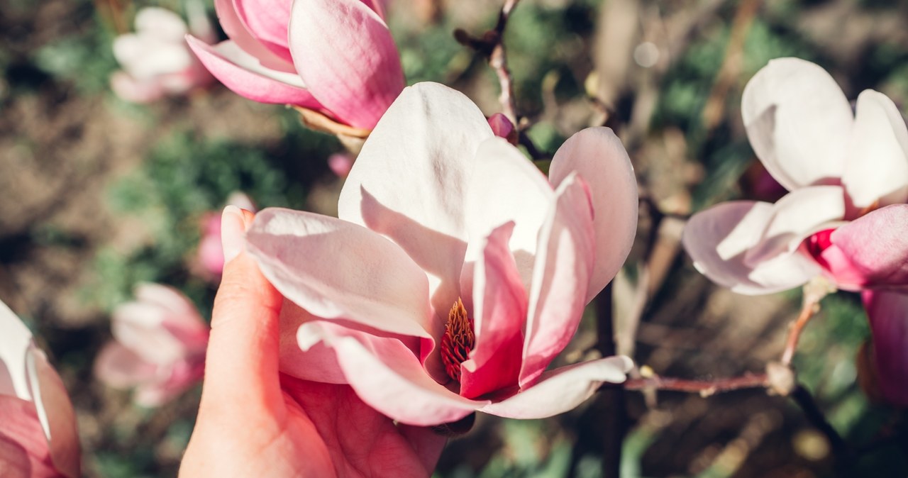 Zanim nadejdą mrozy, powinniśmy nawodnić glebę, w której rozwija się magnolia