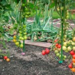 Zanim posadzisz pomidory, zrób to. Plony będą o wiele większe