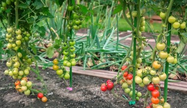 Zanim posadzisz pomidory, zrób to. Plony będą o wiele większe
