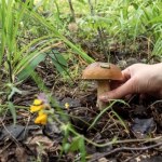 Film (2009) Reż.Piotr Dumała