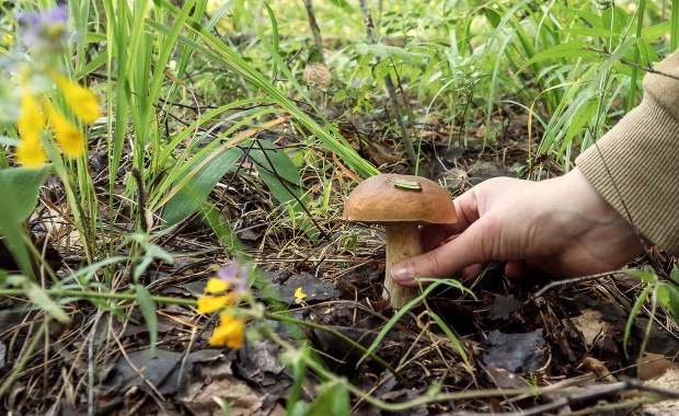 Zanim wyjdziesz na grzyby, musisz to wiedzieć