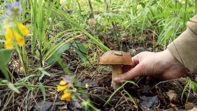 Zanim wyjdziesz na grzyby, musisz to wiedzieć