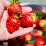 Zanurz truskawki w tym roztworze. Zachowają świeżość znacznie dłużej