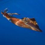 oceany Zanurzyli się w podwodne kaniony. Znaleźli tam ogromną kałamarnicę