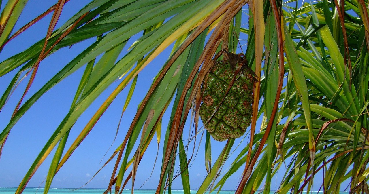 Занзібар взимку - чому його варто відвідати? /pixabay.com