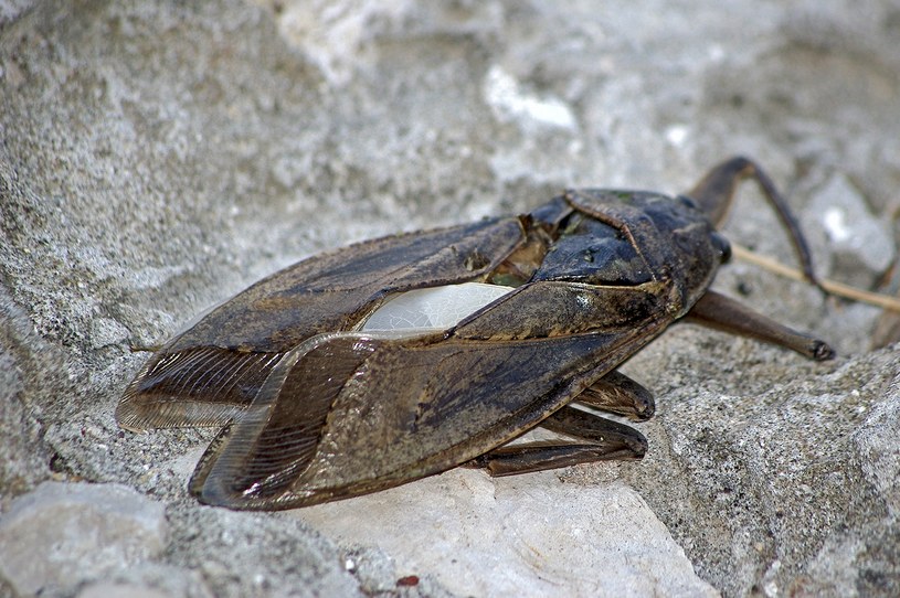 I più grandi insetti europei osservati a Cipro sono predatori.  Possono cacciare pesci, tartarughe e persino uccelli /iNaturalist/CC-BY/katya /Materiali per la stampa