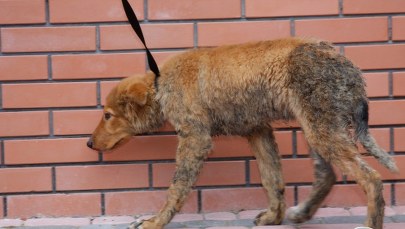 Zaostrzenie zarzutów dla matki i córki, które bestialsko chciały zabić psa
